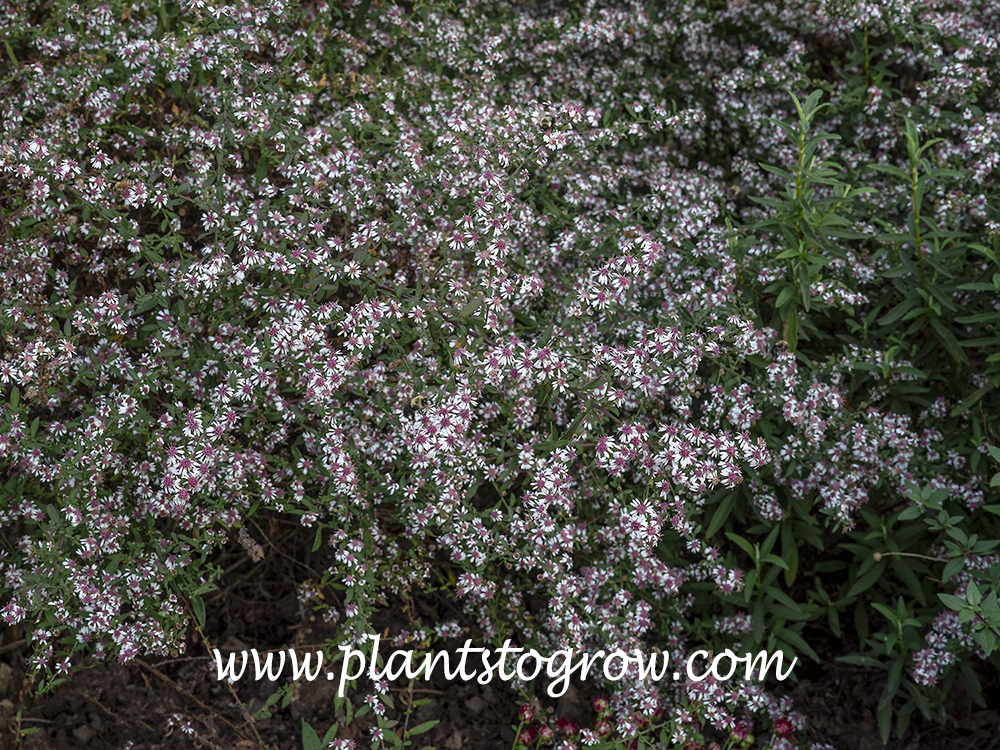Lady in Black (Symphyotrichum lateriflorus)
(mid September)